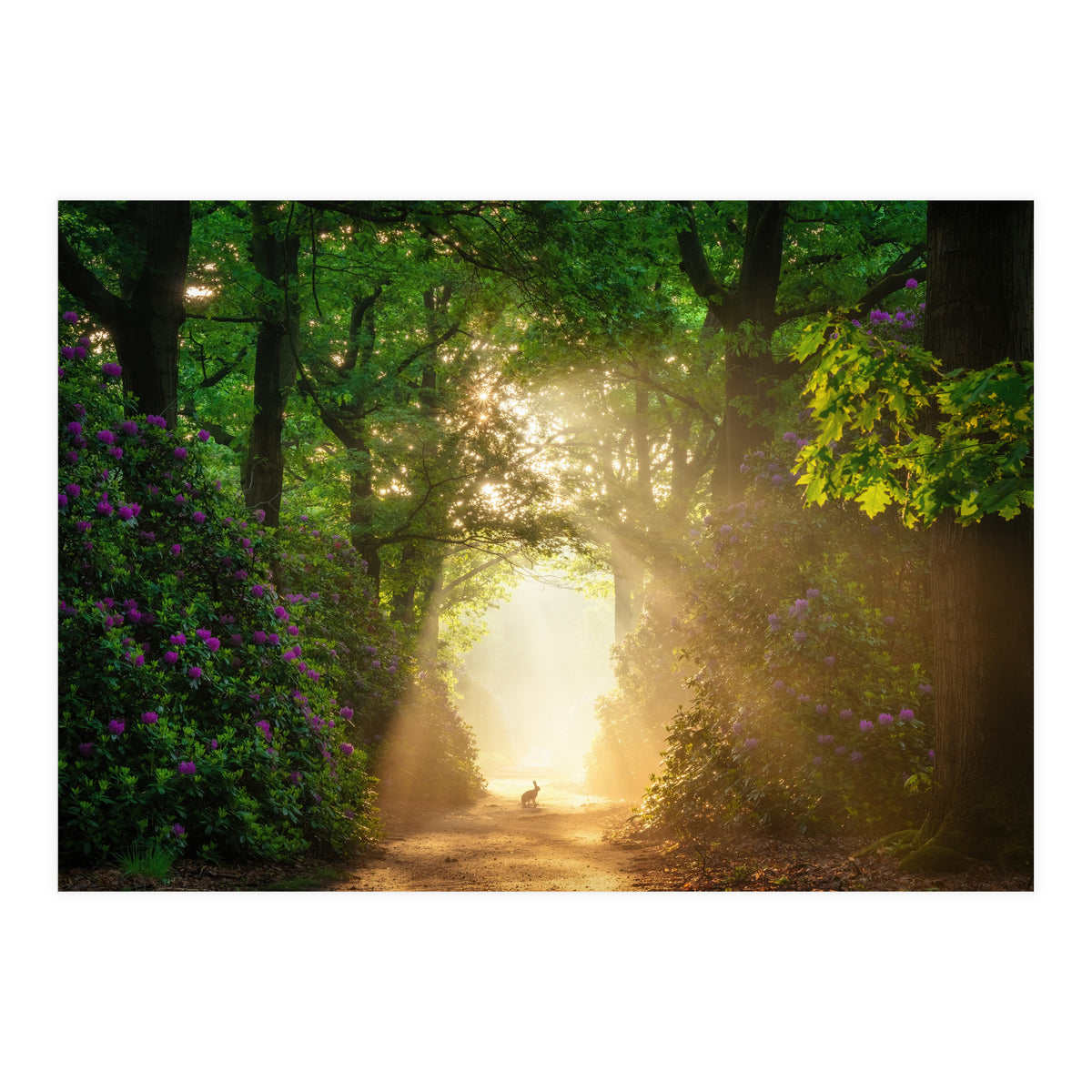 Hare in paradise (Print Only)