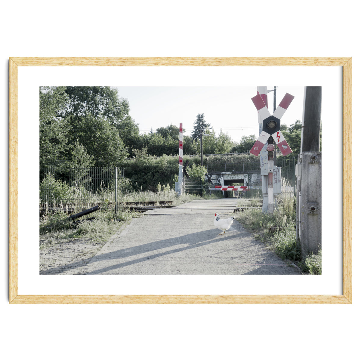 A chicken crossing a railroad