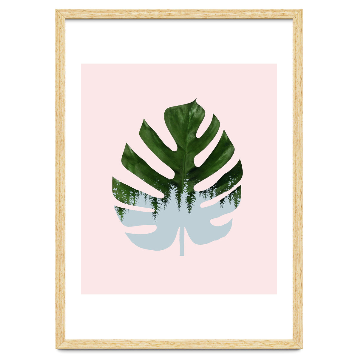 Monstera