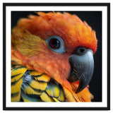 Close Up Of A Sun Conure Parrot's Head thumbnail