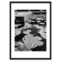 Lotus Pond | Black & White Portrait