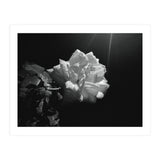 Desire (Print Only) thumbnail