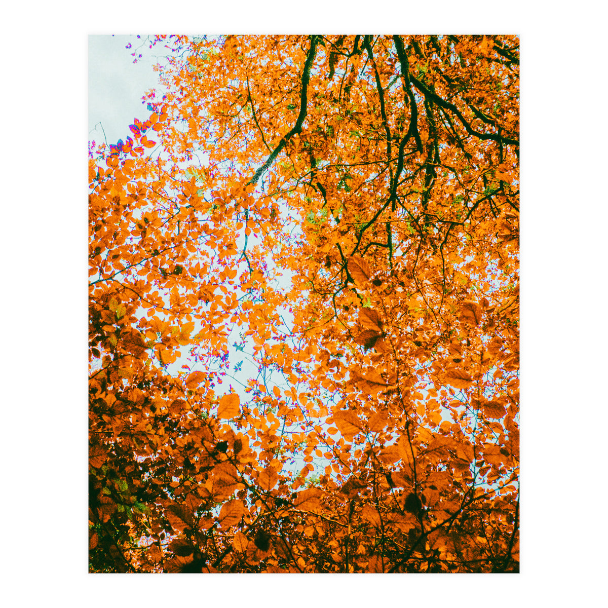 Autumn Leaves (Print Only)