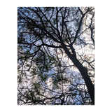 Tree from below  (Print Only) thumbnail