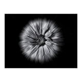 Backyard Flowers In Black And White No 10 Flow Version (Print Only) thumbnail