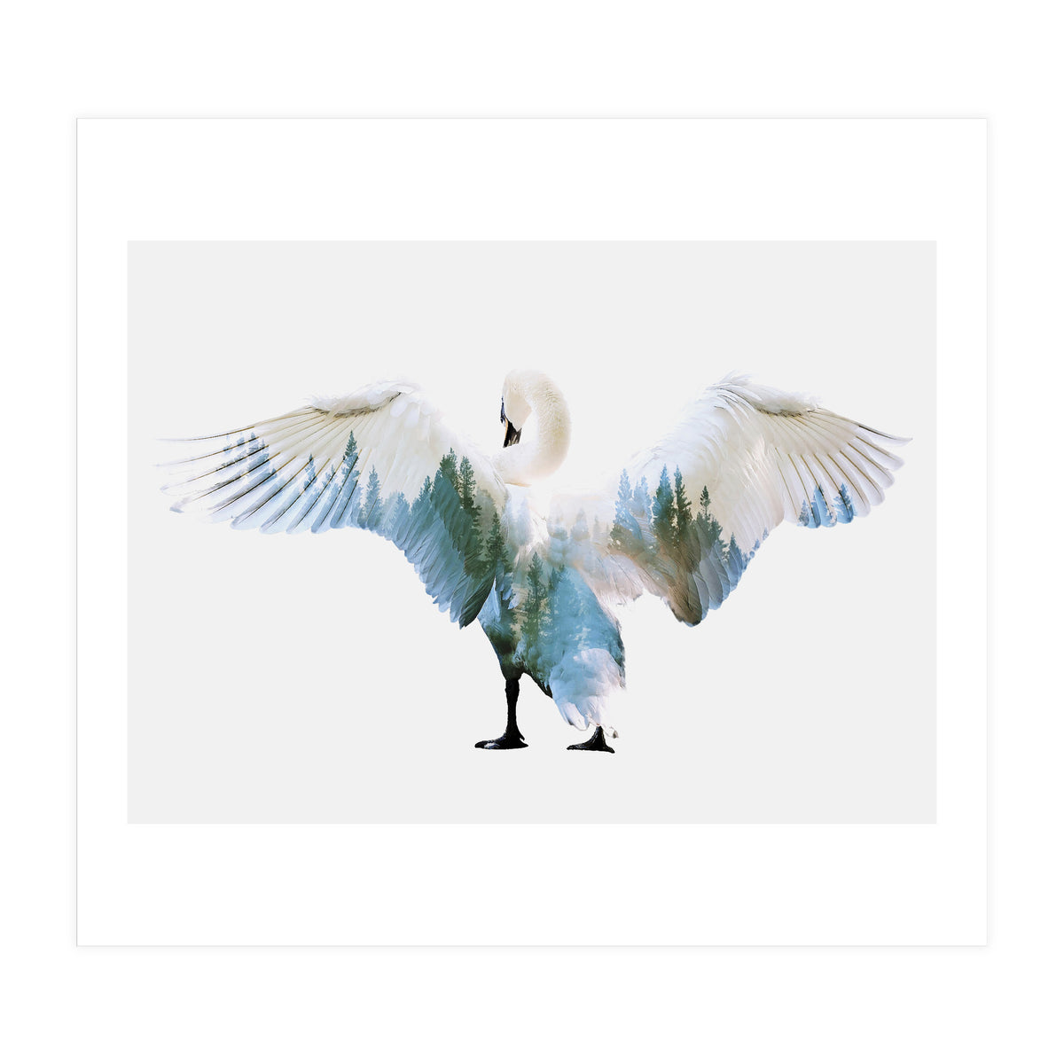 Swan (Print Only)