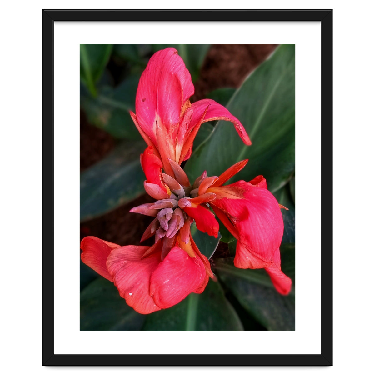 Red Indian Shot Flower