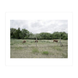 Cows in the farm (Print Only) thumbnail