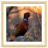Pheasant Bird Standing On Rock Sunrise Light thumbnail