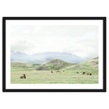 Relaxing horses on a sunny day calm field - Iceland thumbnail