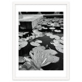 Lotus Pond | Black & White Portrait thumbnail