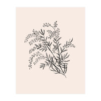 Acacia Botanical illustration (Print Only)