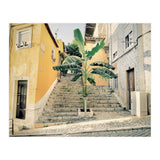 Lisbon Palm Tree (Print Only) thumbnail