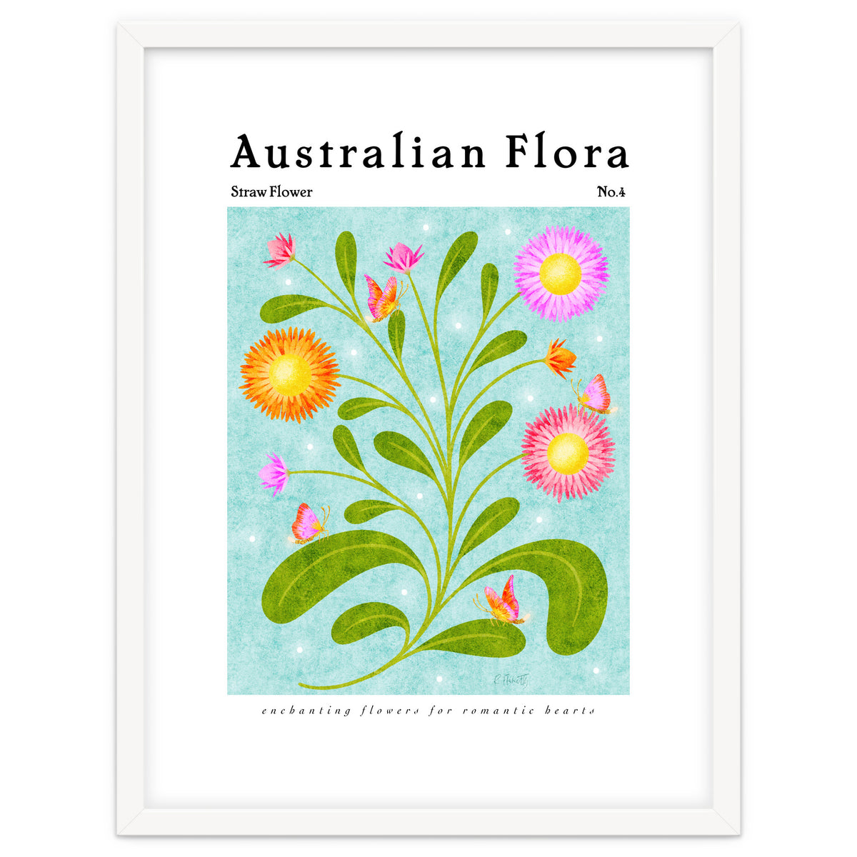 Australian Flora: Straw Flower