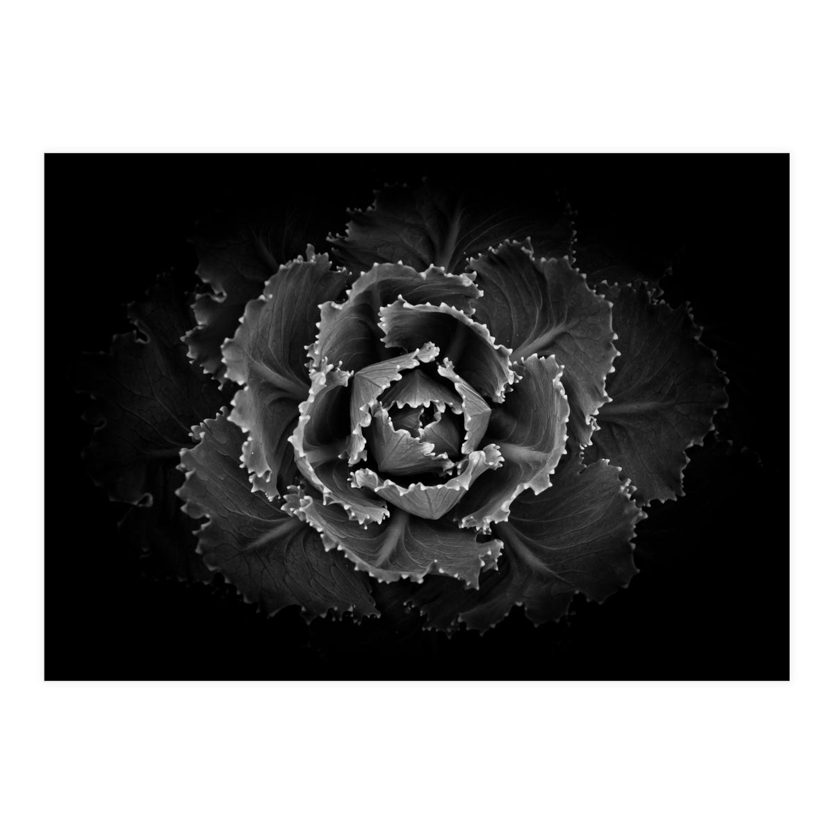 Backyard Flowers In Black And White No 101 (Print Only)