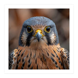 Close Up Kestrel Falcon Bird Portrait Majestic (Print Only) thumbnail