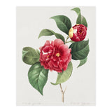 Pierre-Joseph Redouté – Finest Flowers and Fruits (1833) (Print Only) thumbnail