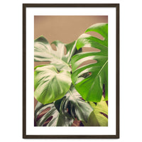 Monstera Mix