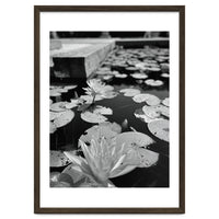 Lotus Pond | Black & White Portrait