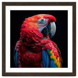 Scarlet Macaw Parrot Close Up Portrait thumbnail