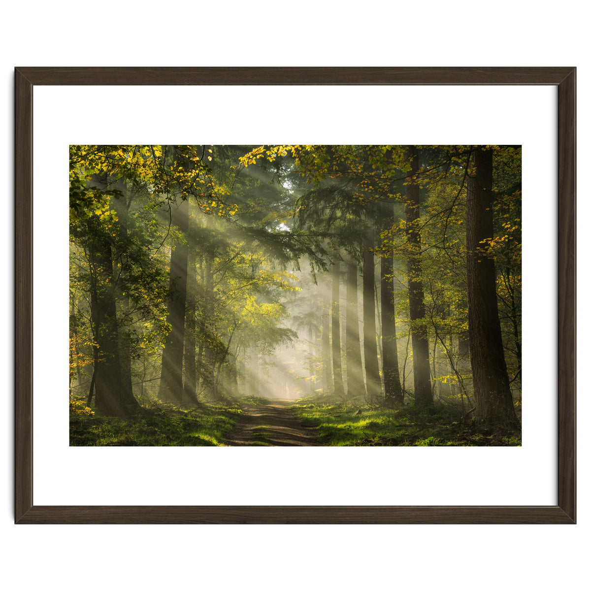 Sunrays in a Dutch forest
