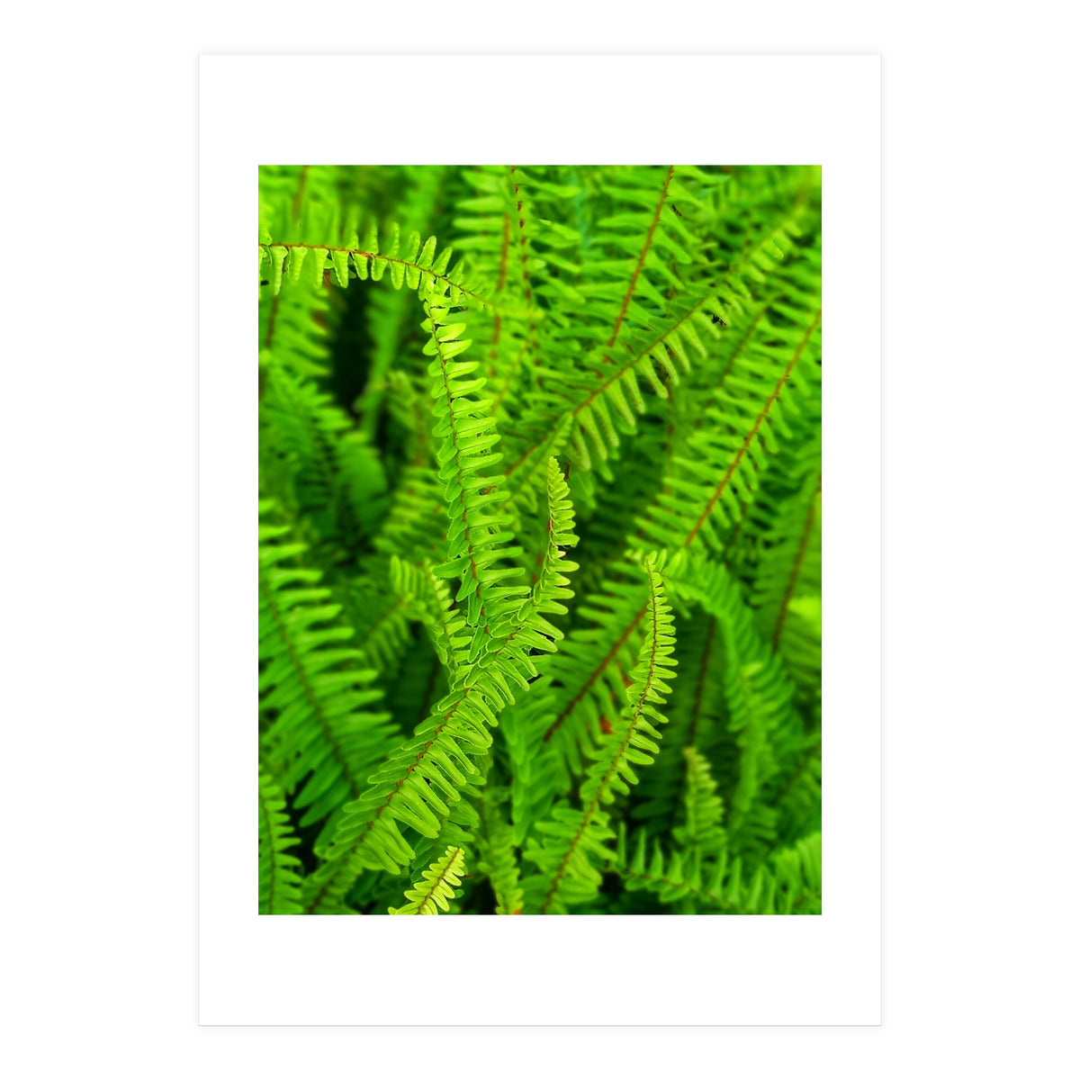 Green Ferns (Print Only)