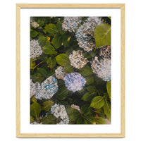 Hydrangeas | Portrait