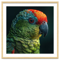 Close Up Colorful Parrot Bird Feather