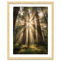 Ethereal Redwood Sanctuary: Sunbeams in the Ancient Forest
