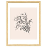 Acacia Botanical illustration thumbnail