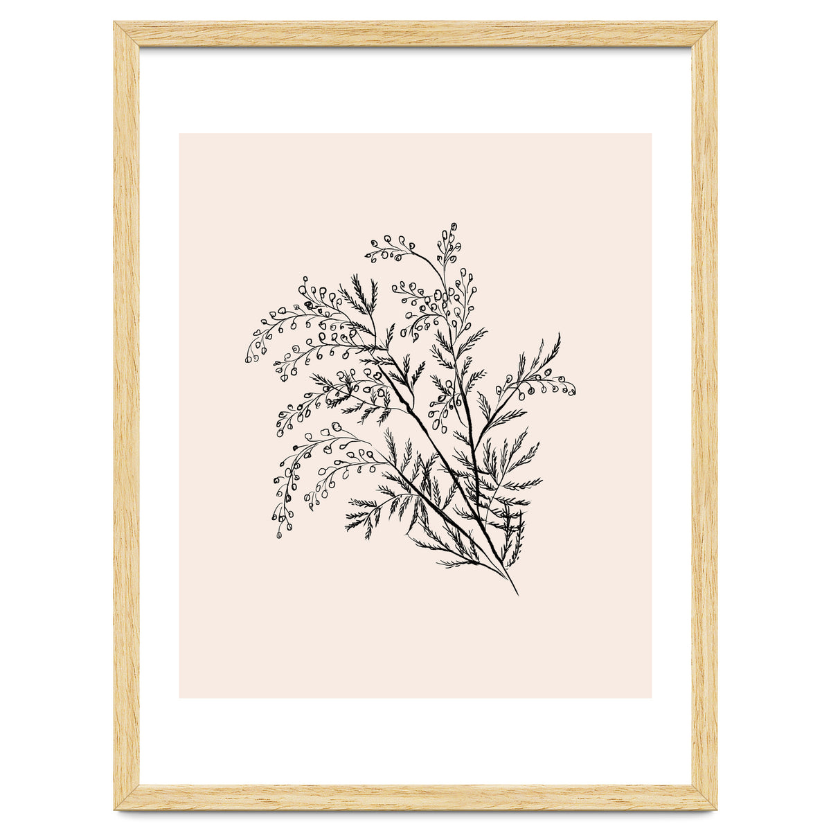 Acacia Botanical illustration