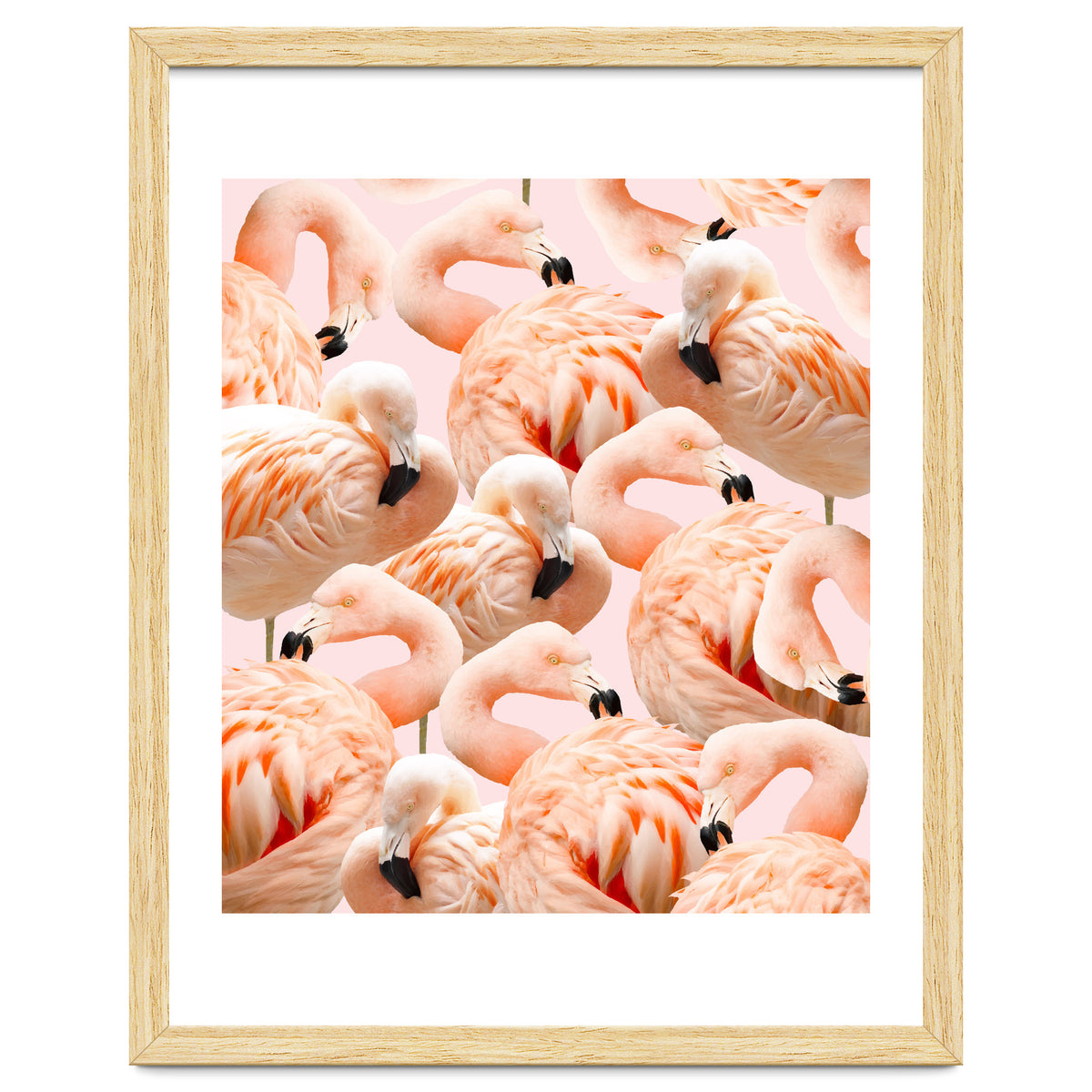 Flamingo Blush #society6 #decor #buyart #flamingoart