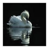 White Swan Gracefully Swimming In Dark Water (Print Only) thumbnail