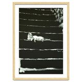 Cat On Stairs thumbnail