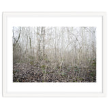 Lost in the birch forest thumbnail