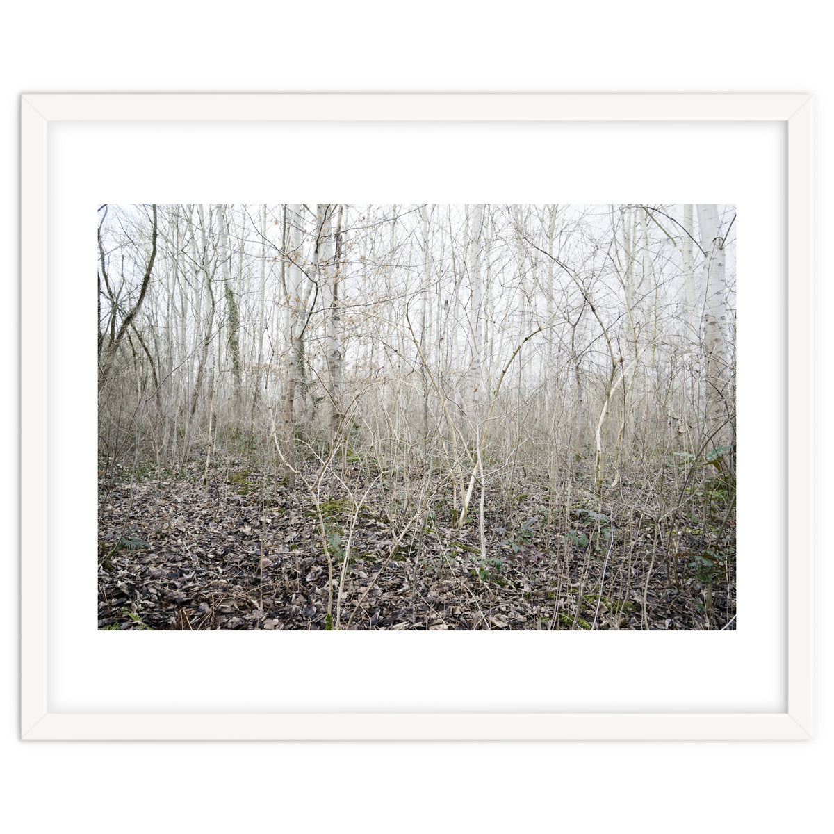 Lost in the birch forest