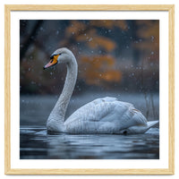 Swan Floating Gracefully On Water In Autumn