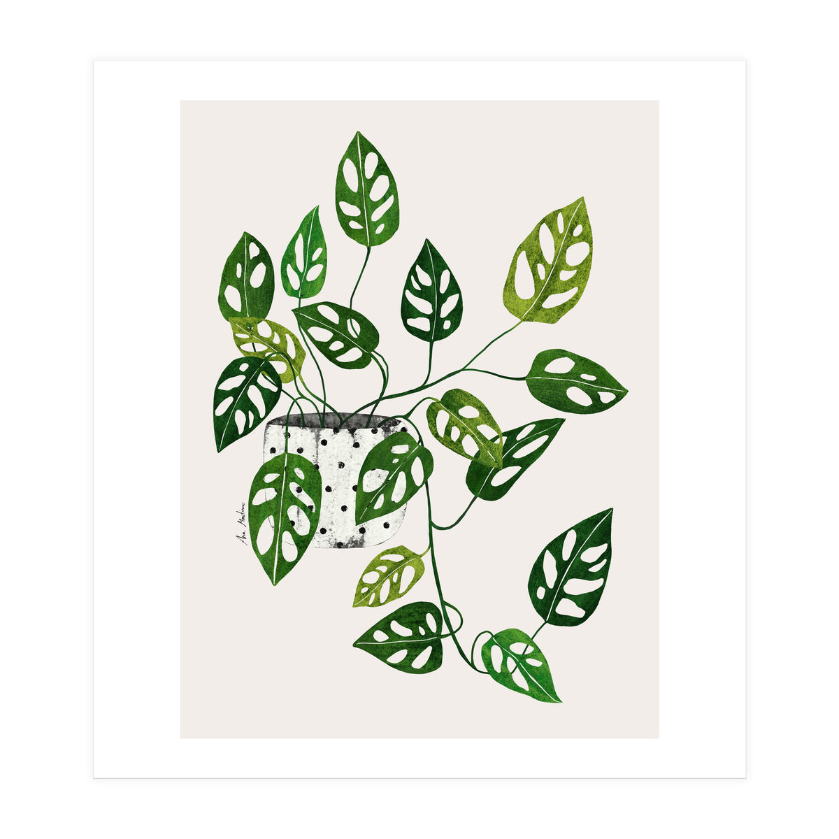 Monstera Obliqua Plant (Print Only)