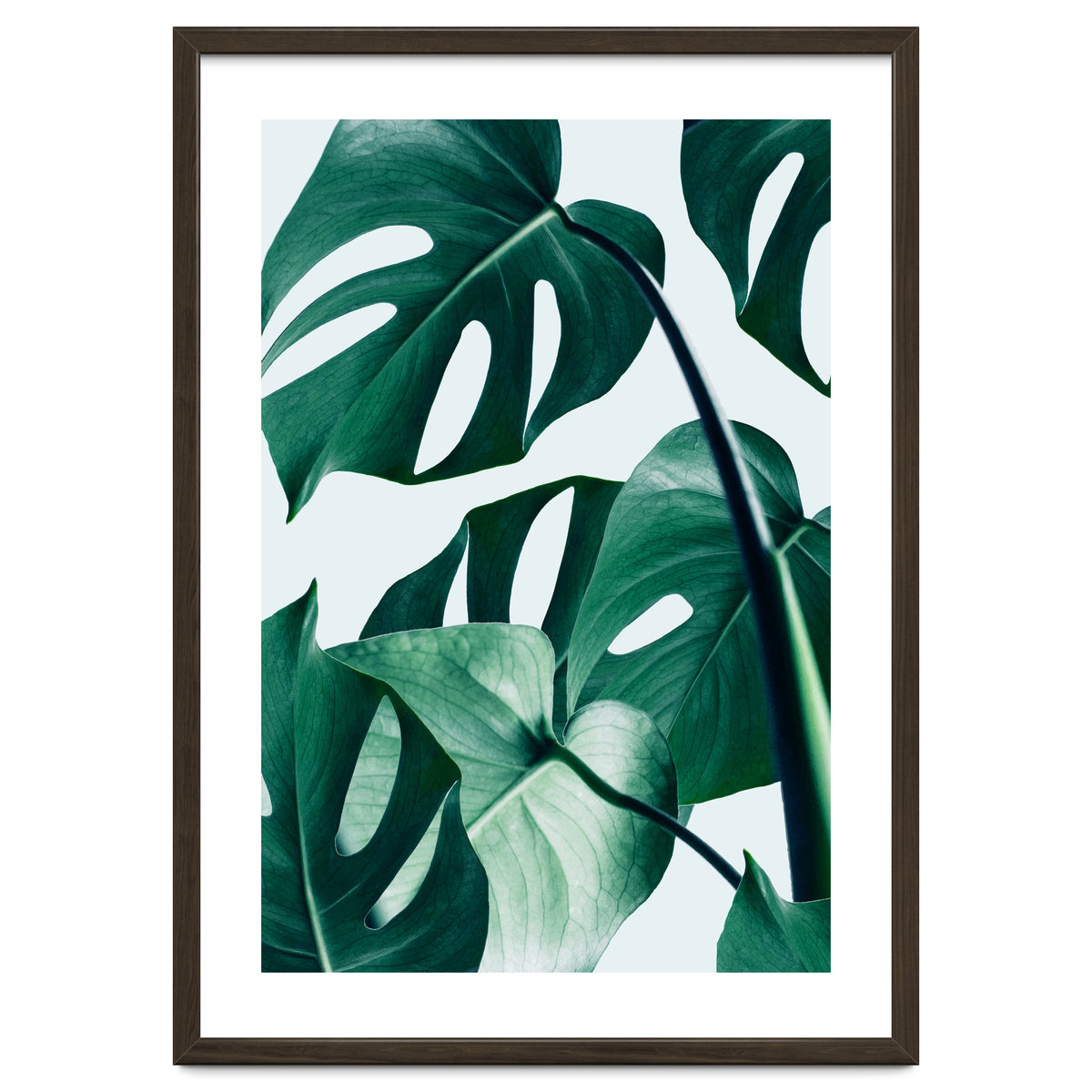 Monstera Tropical Photography Digital Art, Minimal Nature Jungle Botanical Leaves