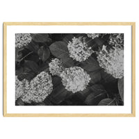 Hydrangeas | Black & White Landscape