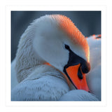 Close Up Of A White Swan With Water Droplets (Print Only) thumbnail