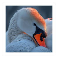 Close Up Of A White Swan With Water Droplets (Print Only)