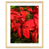 Red Quisqualls Plant Flowers thumbnail