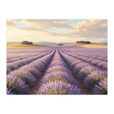 Provençal Sunset: Lavender Field Landscape (Print Only) thumbnail
