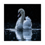 Majestic Swan Swimming In Dark Water (Print Only) thumbnail