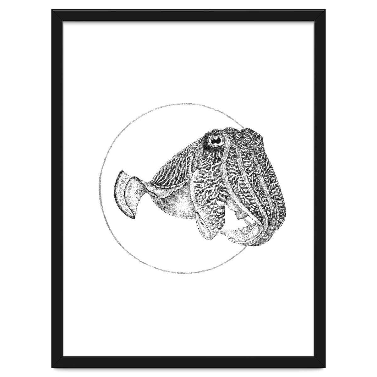 The Fascinating Cuttlefish