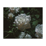 Dark Paradise (Print Only) thumbnail