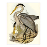 Elizabeth Gould – Great Grey Heron (Ardea leucophaea) | Birds of Australia Illustration (Print Only) thumbnail