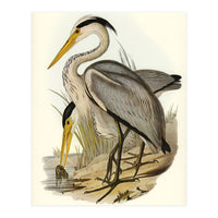 Elizabeth Gould – Great Grey Heron (Ardea leucophaea) | Birds of Australia Illustration (Print Only)