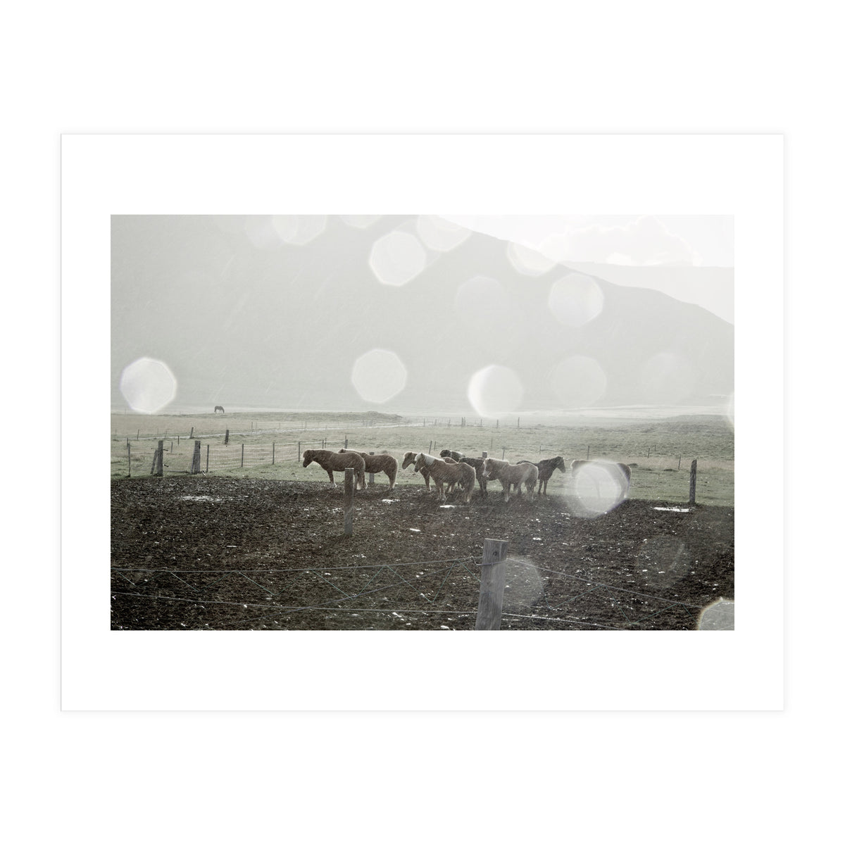 Horses under the sun shower - Iceland (Print Only)